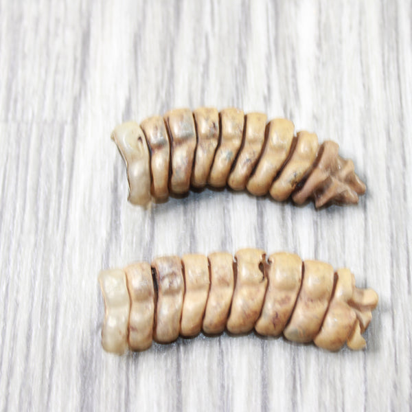 2 Very Large Rattlesnake Rattles  #0955    Taxidermy Diamondback Sidewinder