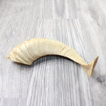 1 Sheep Horn  #1955    Natural Colored Polished Ram Horn