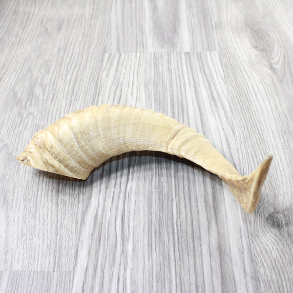 1 Sheep Horn  #1955    Natural Colored Polished Ram Horn