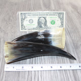2 Small Polished Cow Horns #3563    Natural colored