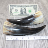2 Small Polished Cow Horns #3563    Natural colored
