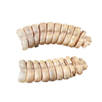2 Very Large Rattlesnake Rattles  #5255    Taxidermy Diamondback Sidewinder