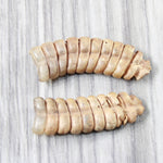 2 Very Large Rattlesnake Rattles  #5255    Taxidermy Diamondback Sidewinder