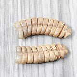 2 Very Large Rattlesnake Rattles  #5255    Taxidermy Diamondback Sidewinder