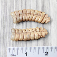 2 Very Large Rattlesnake Rattles  #5255    Taxidermy Diamondback Sidewinder