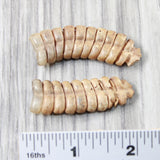 2 Very Large Rattlesnake Rattles  #5255    Taxidermy Diamondback Sidewinder