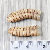 2 Very Large Rattlesnake Rattles  #5255    Taxidermy Diamondback Sidewinder