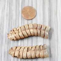 2 Very Large Rattlesnake Rattles  #5255    Taxidermy Diamondback Sidewinder