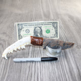 Coyote Jaw Handle Stone Blade Ornamental Knife #8663    Mountain Man Knife