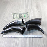 4 Small Polished Cow Horns #8045 Natural colored x