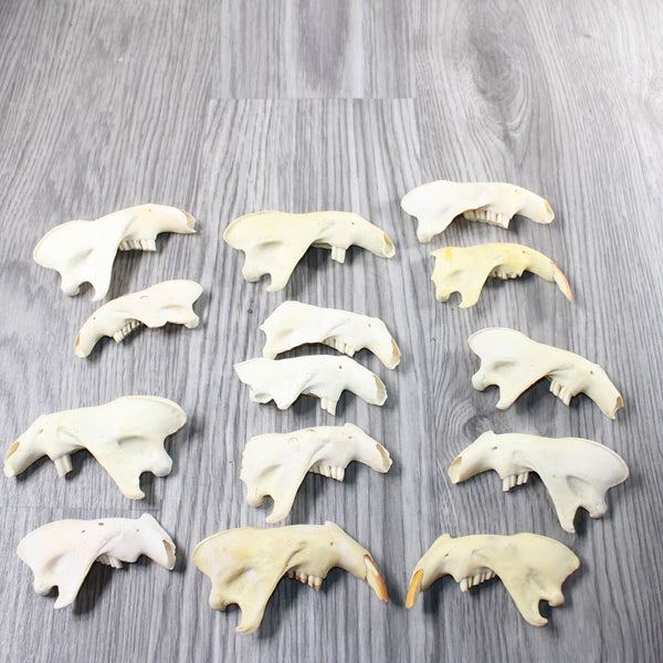 14 Craft Grade Beaver Jaws. #6355