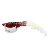 Coyote Jaw Handle Glass Blade Ornamental Knife #1063    Mountain Man Knife