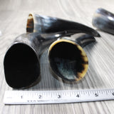 4 Small Polished Cow Horns #4455    Natural colored  a