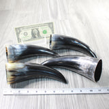 4 Small Polished Cow Horns #4455    Natural colored  a