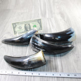 4 Small Polished Cow Horns #4455    Natural colored  a
