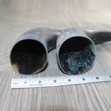 2 Raw Unfinished Cow Horns #9464     Natural Colored
