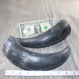 2 Raw Unfinished Cow Horns #9464     Natural Colored