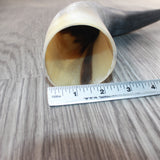 1 Raw Unfinished Cow Horn #4664   Natural Colored