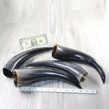 4 Polished Cow Horns #3955    Natural colored  a