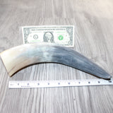 1 Raw Unfinished Cow Horn #4664   Natural Colored