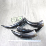 4 Polished Cow Horns #3955    Natural colored  a