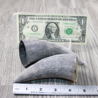 2 Raw Unfinished Cow Horn Tips #1446 Natural Colored