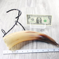 1 Polished Cow Horn With Stand #1955    Natural Colored