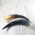 2 Polished Cow Horns #7955    Natural colored