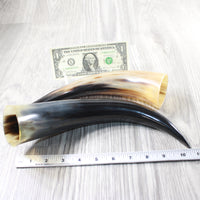 2 Polished Cow Horns #7955    Natural colored