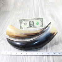2 Polished Cow Horns #7955    Natural colored