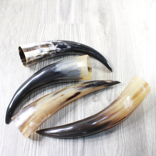 4 Polished Cow Horns #1055    Natural colored