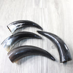 4 Small Polished Cow Horns #1155    Natural colored