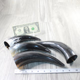 4 Small Polished Cow Horns #1155    Natural colored a