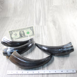4 Small Polished Cow Horns #1155    Natural colored a