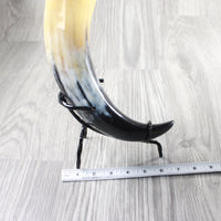 1 Polished Cow Horn With Stand #2055    Natural Colored