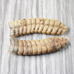 2 Extra Large Rattlesnake Rattles  #7155    Taxidermy Diamondback Sidewinder