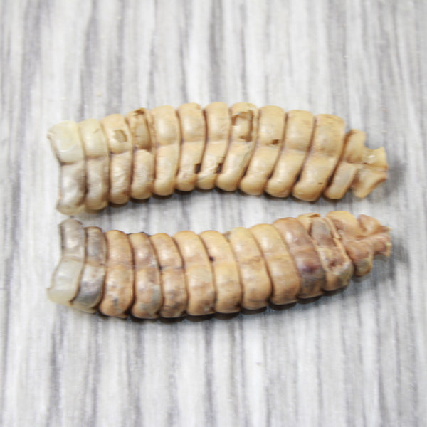 2 Extra Large Rattlesnake Rattles  #7155    Taxidermy Diamondback Sidewinder
