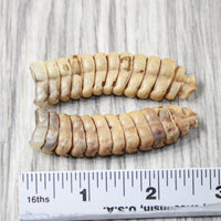 2 Extra Large Rattlesnake Rattles  #7155    Taxidermy Diamondback Sidewinder
