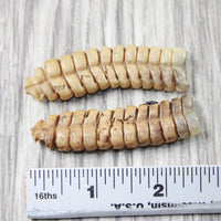 2 Extra Large Rattlesnake Rattles  #7155    Taxidermy Diamondback Sidewinder