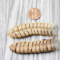 2 Extra Large Rattlesnake Rattles  #7155    Taxidermy Diamondback Sidewinder