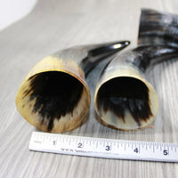 4 Polished Cow Horns #6646 Natural colored