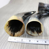 4 Polished Cow Horns #6646 Natural colored