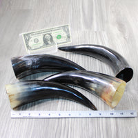 4 Polished Cow Horns #6646 Natural colored