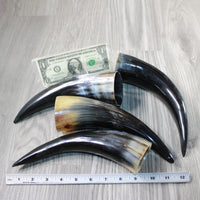 4 Polished Cow Horns #6646 Natural colored