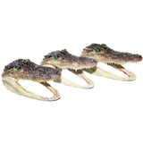3 Alligator  6.25  Inch Heads  #0864    taxidermy gator reptile crocodile