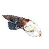Muskrat Skull Handle Stone Blade Ornamental Knife #0964    Mountain Man Knife