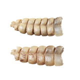 2 Small Rattlesnake Rattles  #8455    Taxidermy Diamondback Sidewinder