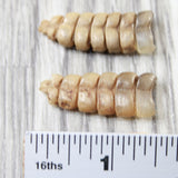 2 Small Rattlesnake Rattles  #8455    Taxidermy Diamondback Sidewinder
