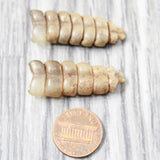 2 Small Rattlesnake Rattles  #8455    Taxidermy Diamondback Sidewinder