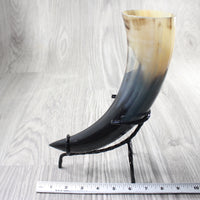 1 Polished Cow Horn With Stand #4455    Natural Colored